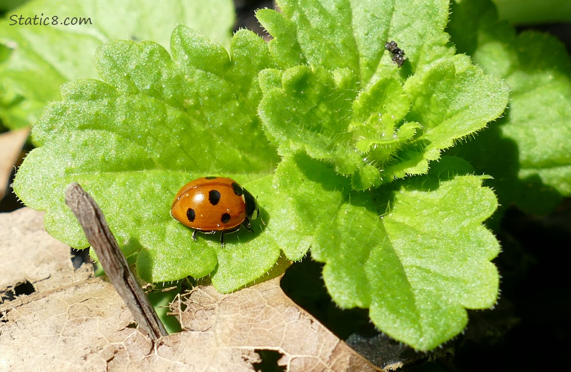 Ladybug walking on a green leaf