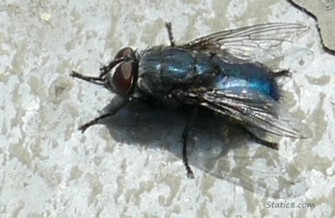 House fly