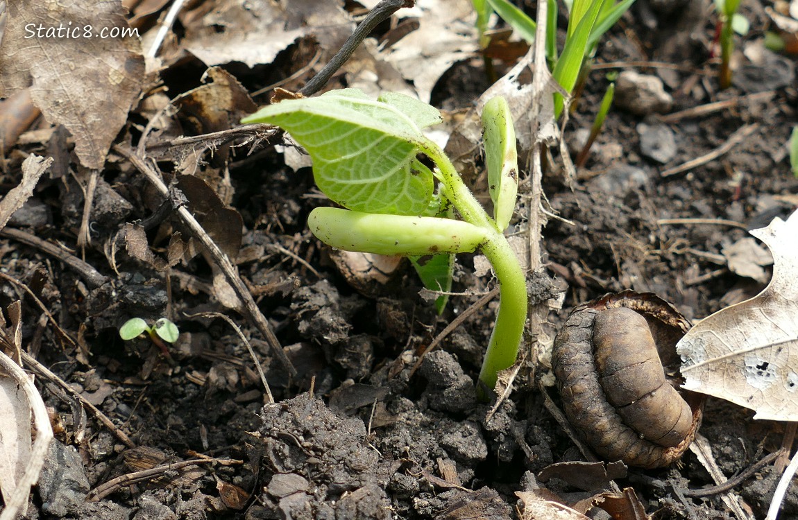 Bean germinating in the ground