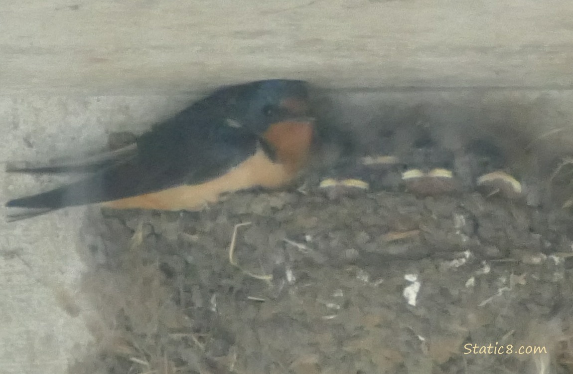 Barn Swallow parent sitting in the nest with the babies