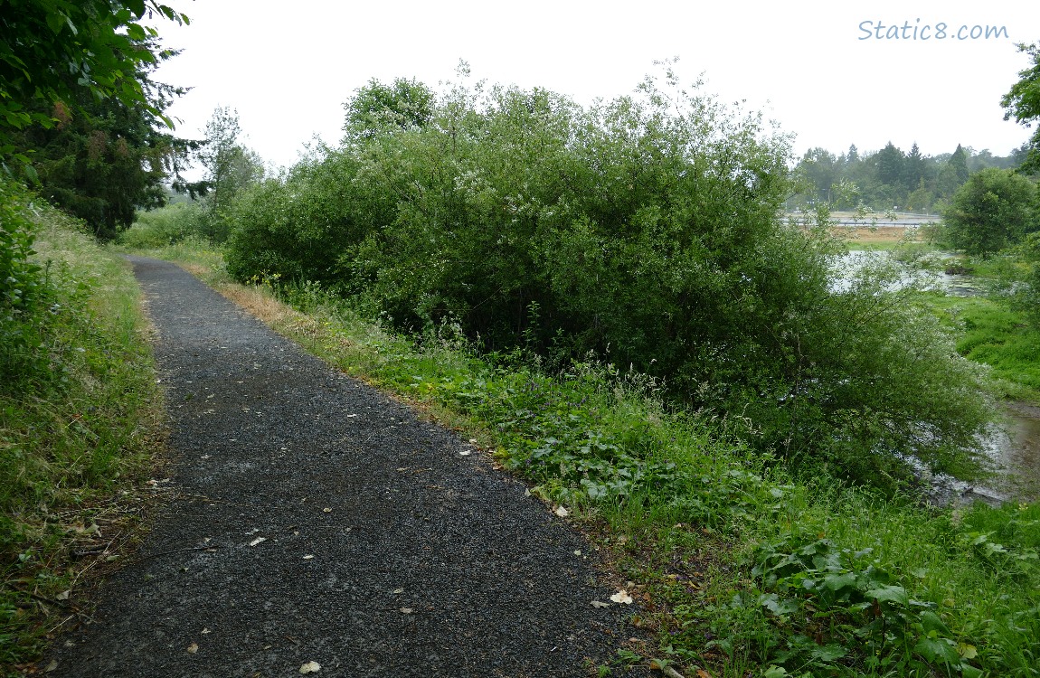 Trail