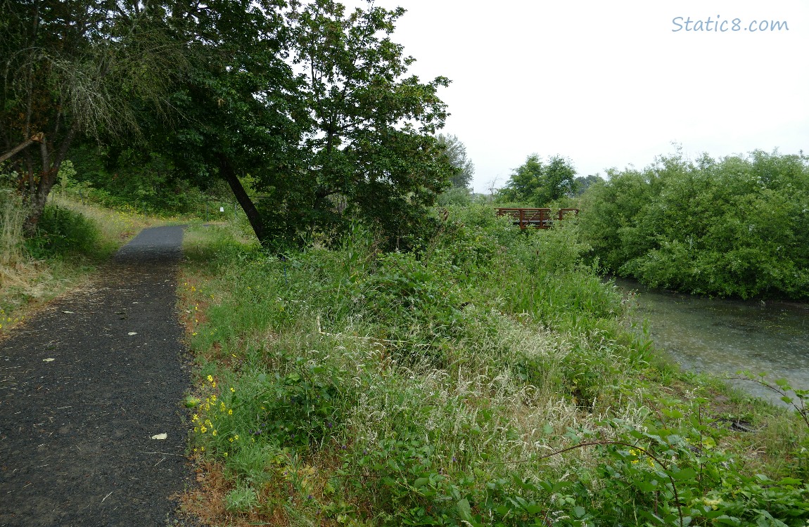 Trail next to a pond