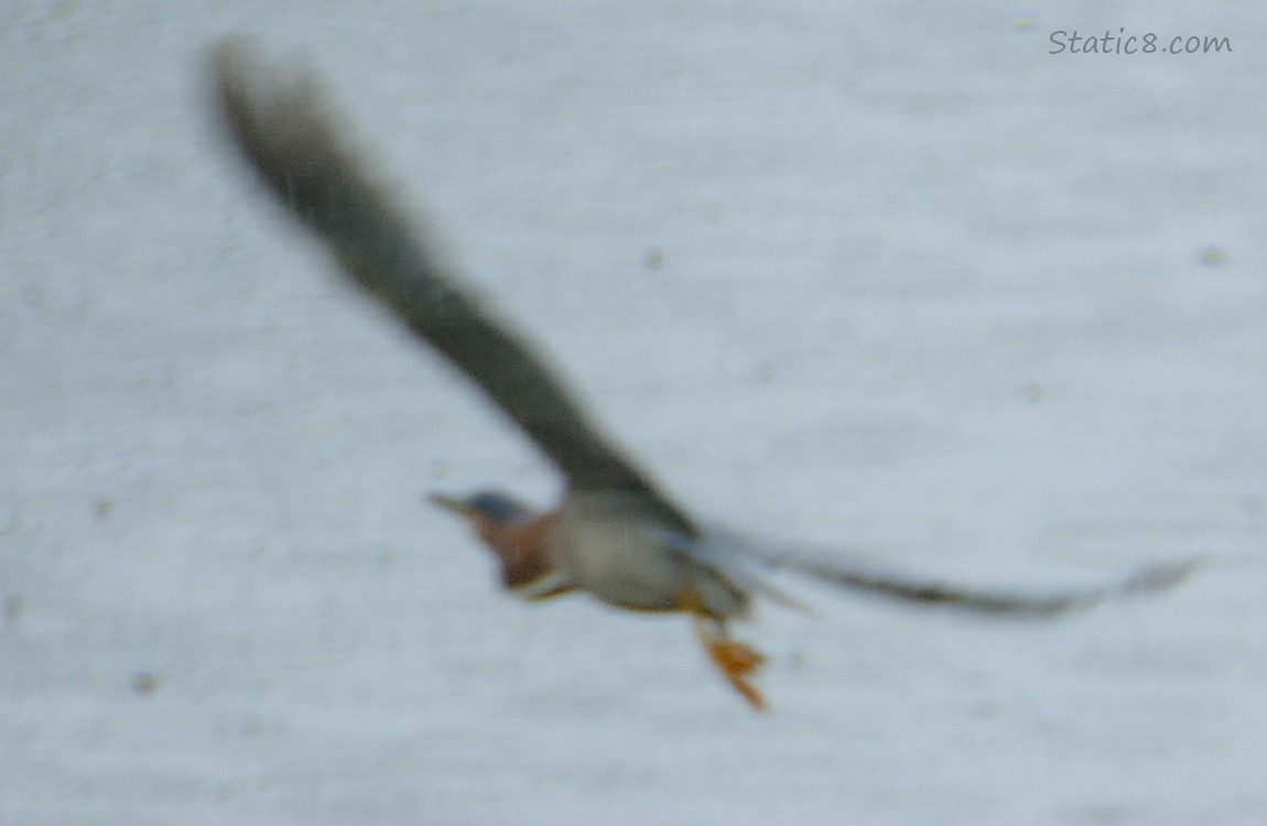 Green Heron flying away over grey water