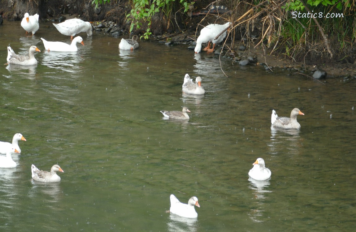 Greylag Geese paddling on the water