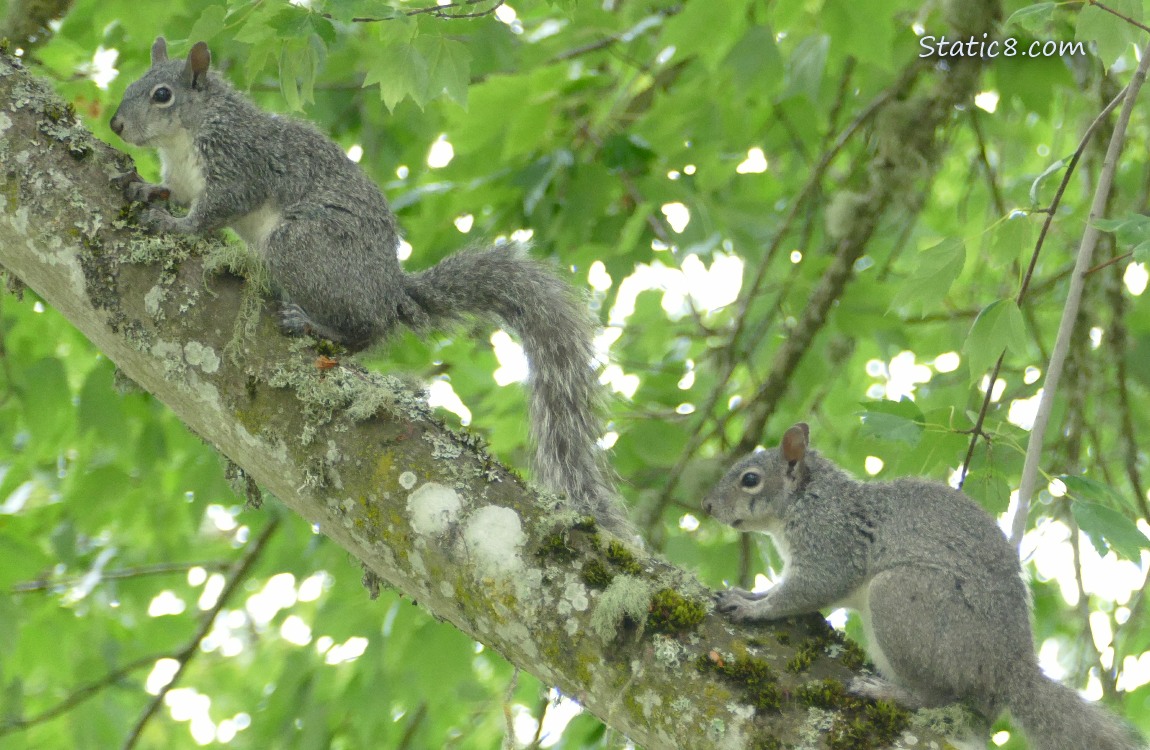 Two Western Grey Squirrels standing on a tree branch