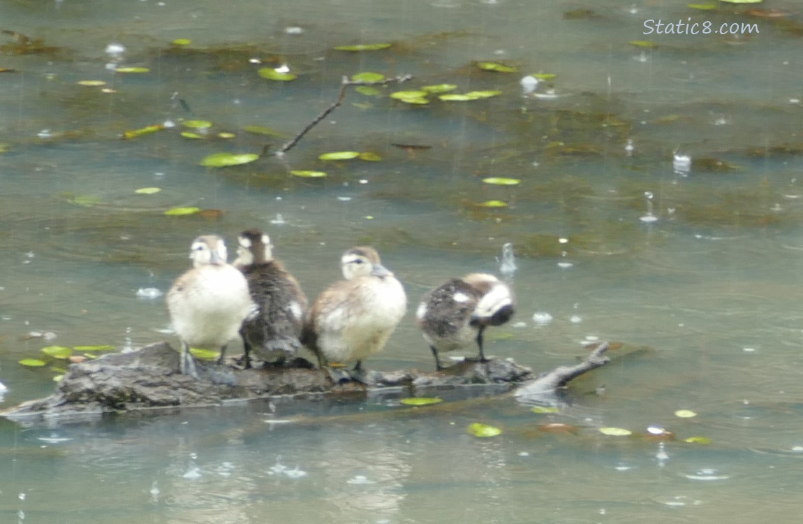 Four Wood Ducklings standing on a log in the water