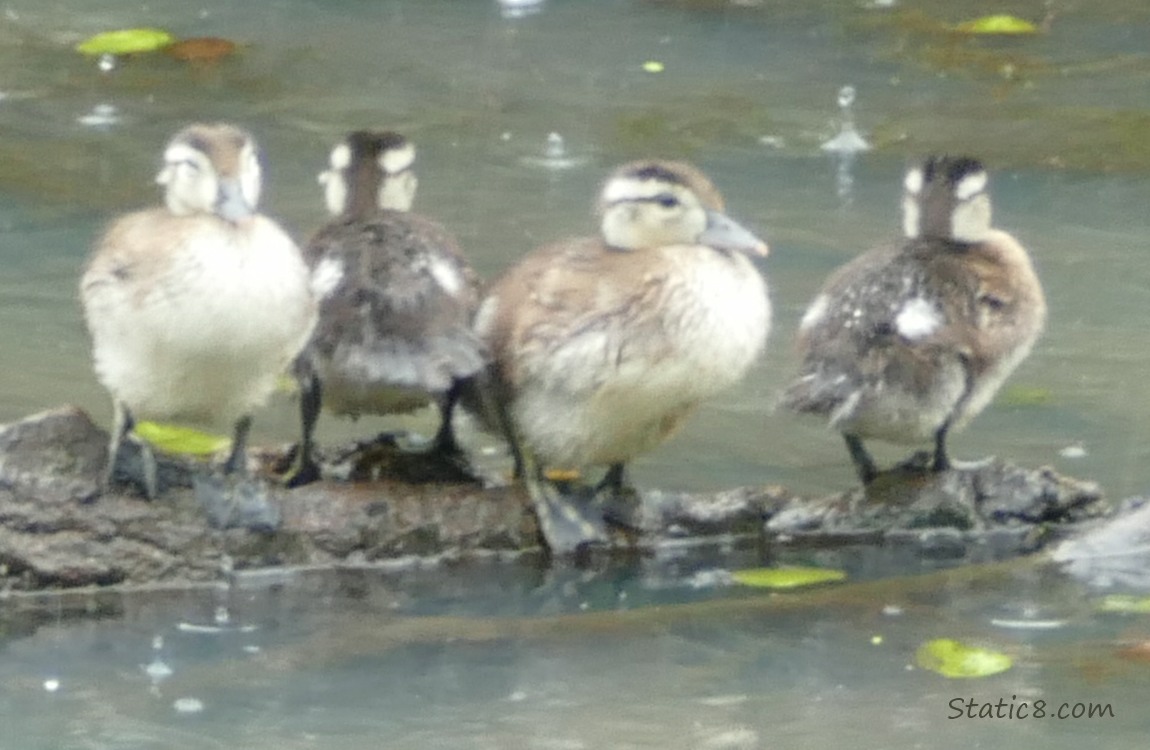 Four Wood Ducklings standing on a log in the water