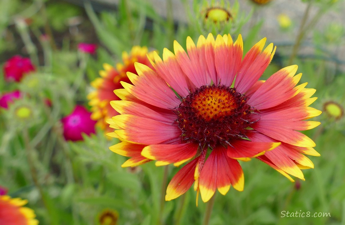 flower bloom