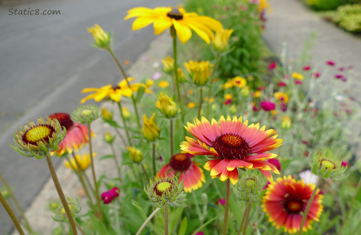 Flowers blooming