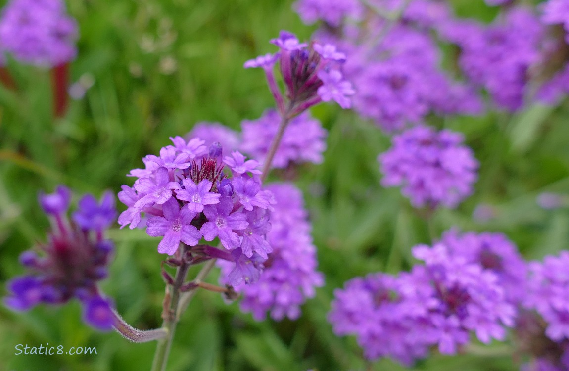 Purple flowers