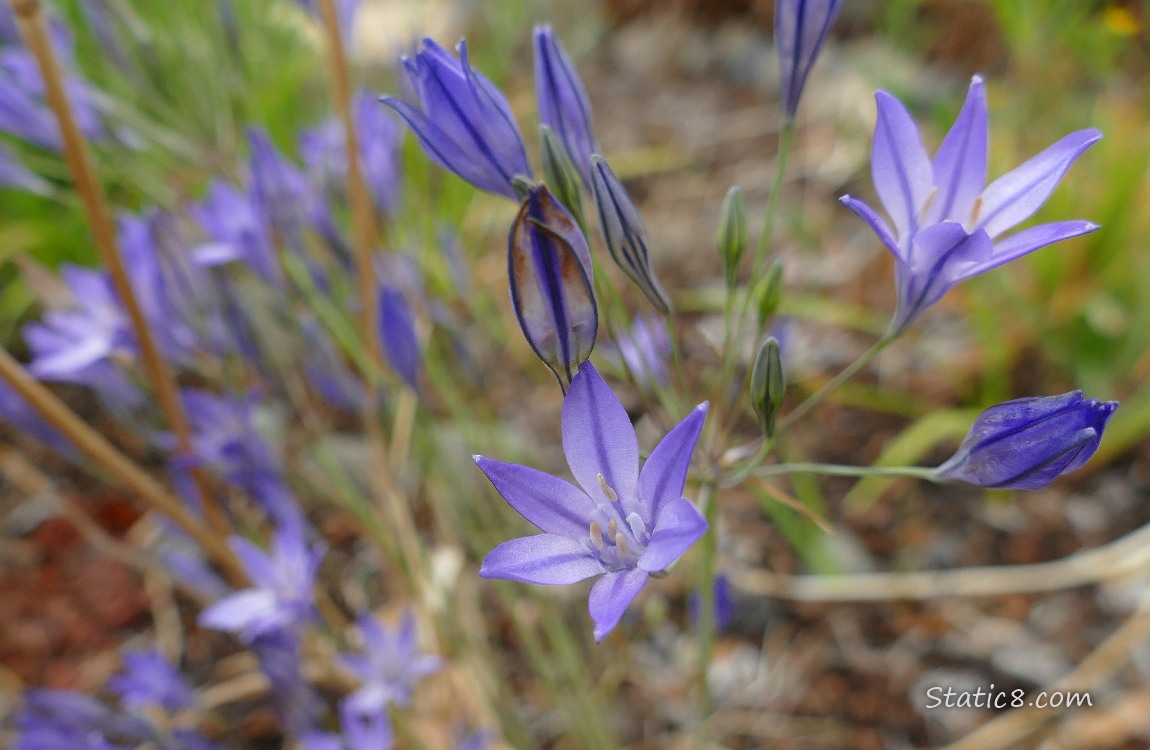 Purple flower blooms