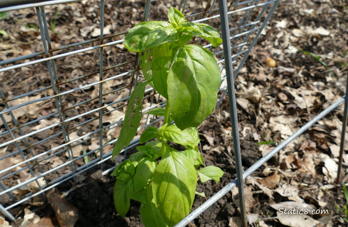 Basil plant under a metal trellis