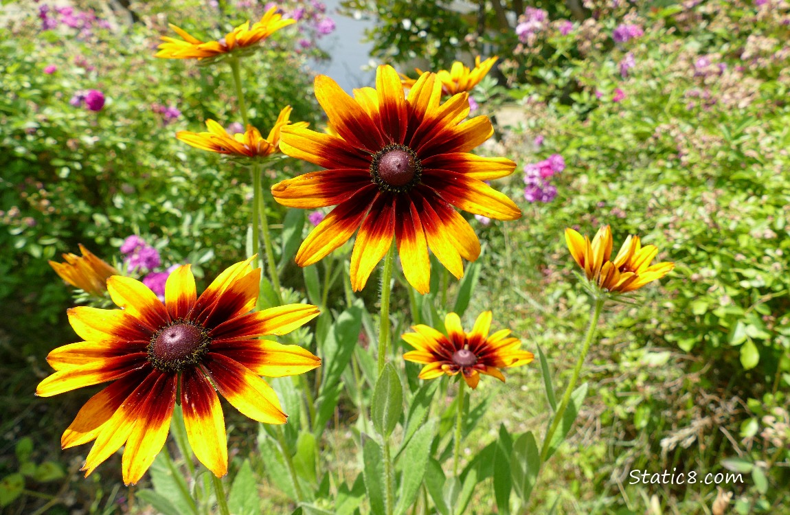 Black Eyed Susan blooms