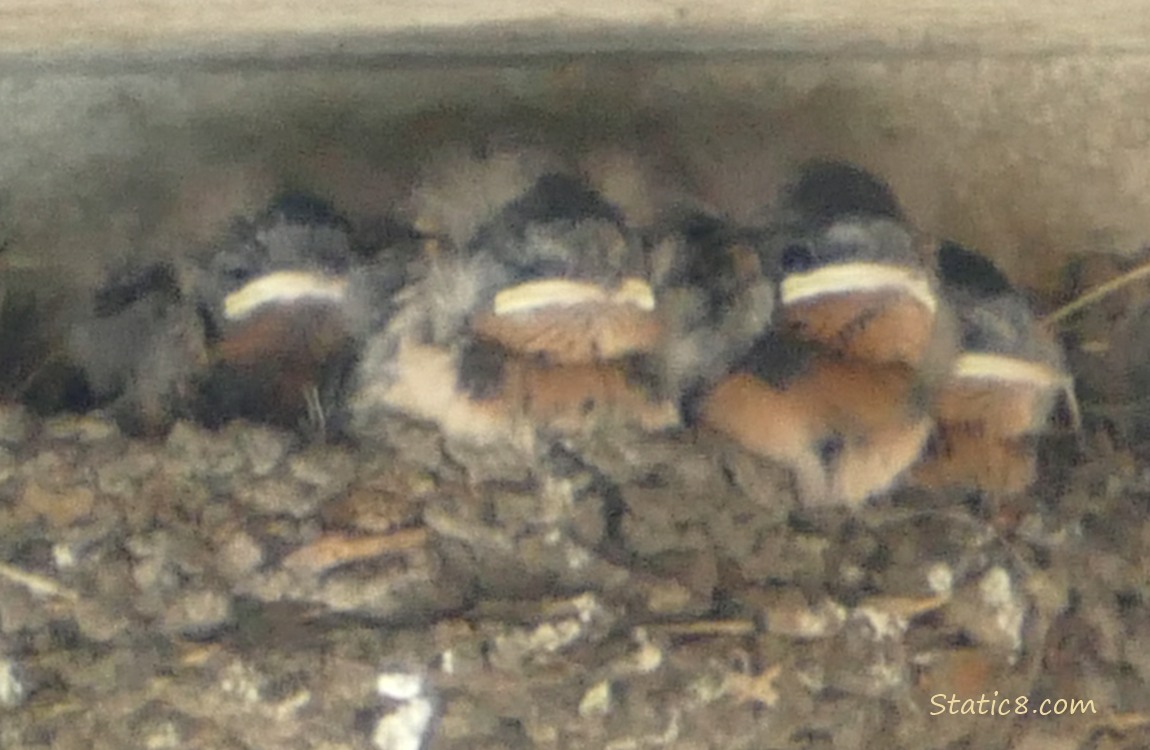 Barn Swallow babies in the nest