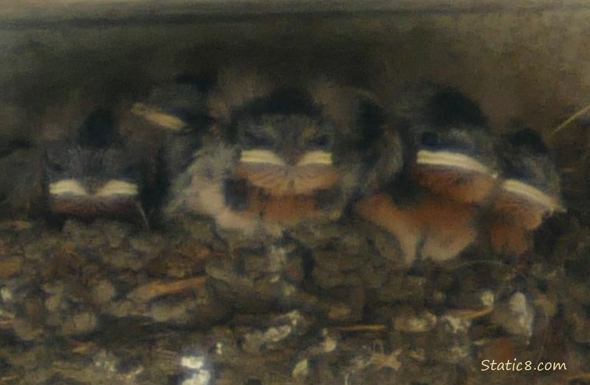 Five Barn Swallow babies in the nest