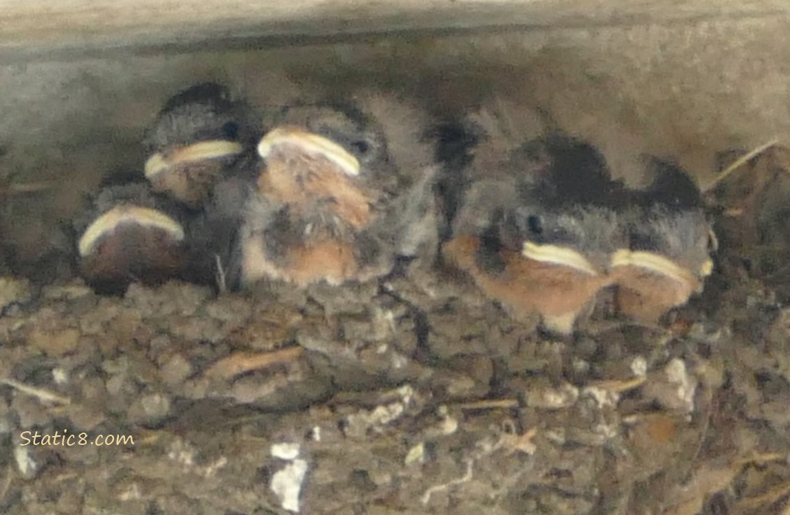 Barn Swallow babies in the nest