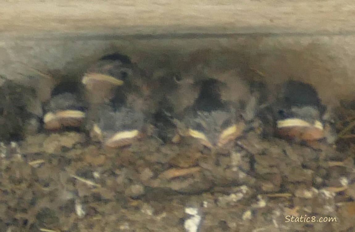 Barn Swallow babies in the nest