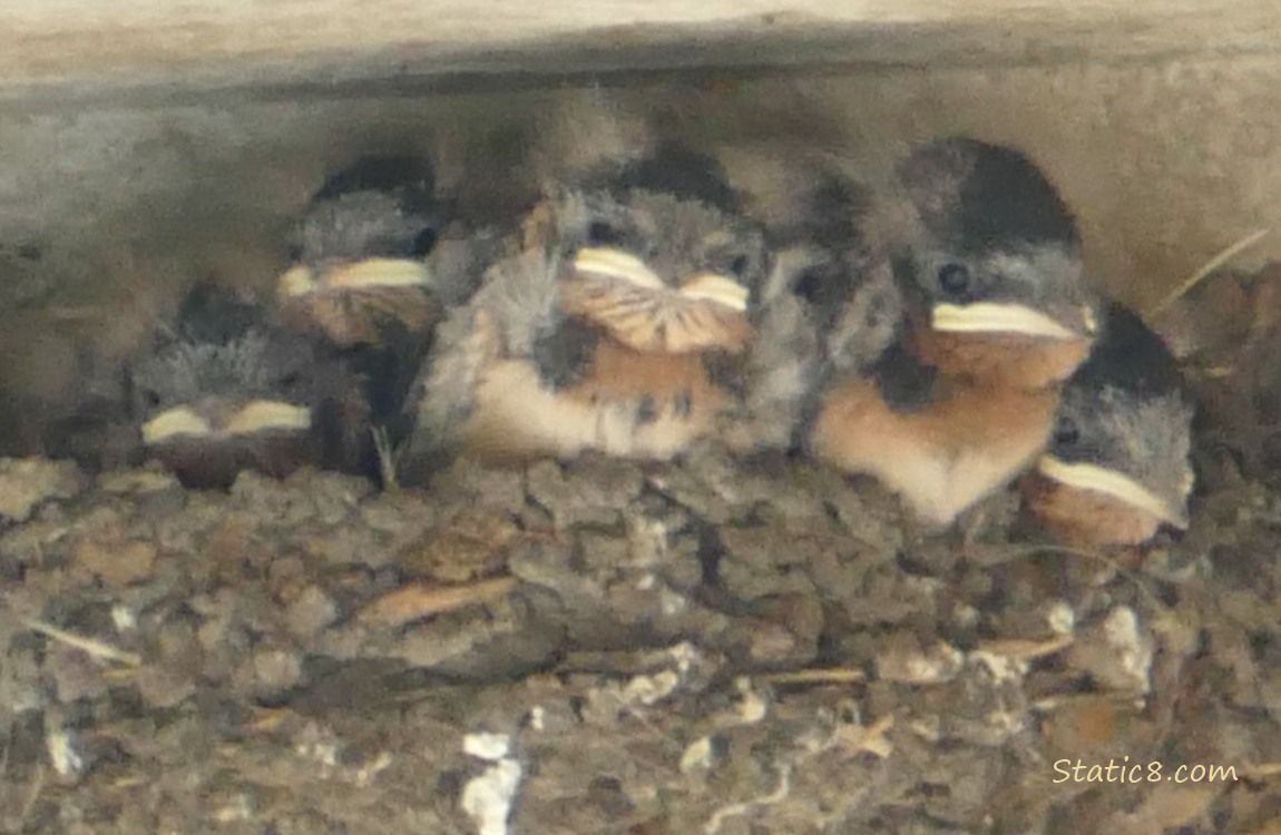 Barn Swallow babies in the nest