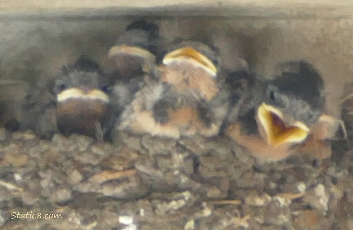 Barn Swallow babies in the nest begging for food