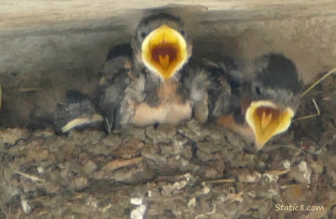 Barn Swallows begging for food in the nest