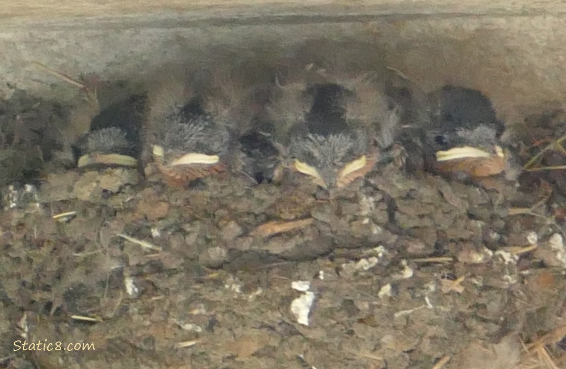 Barn Swallow babies napping in the nest