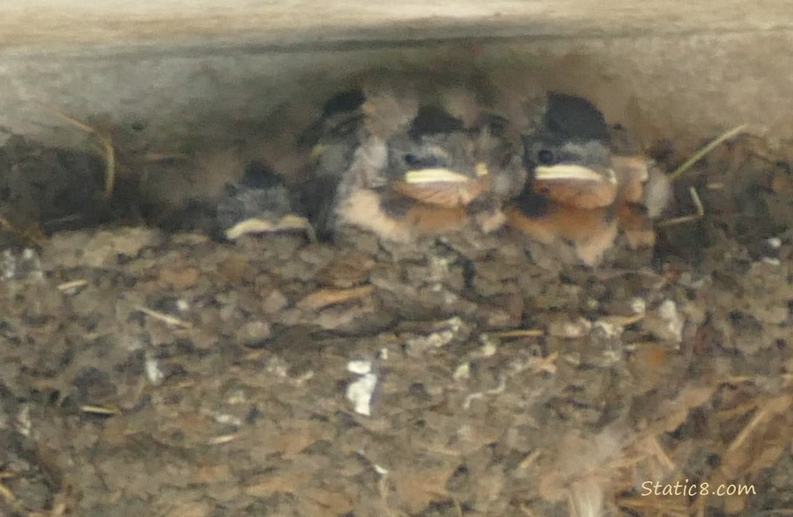 Barn Swallow babies in the nest
