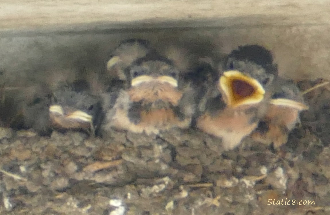 Begging Barn Swallow baby in the nest with their siblings