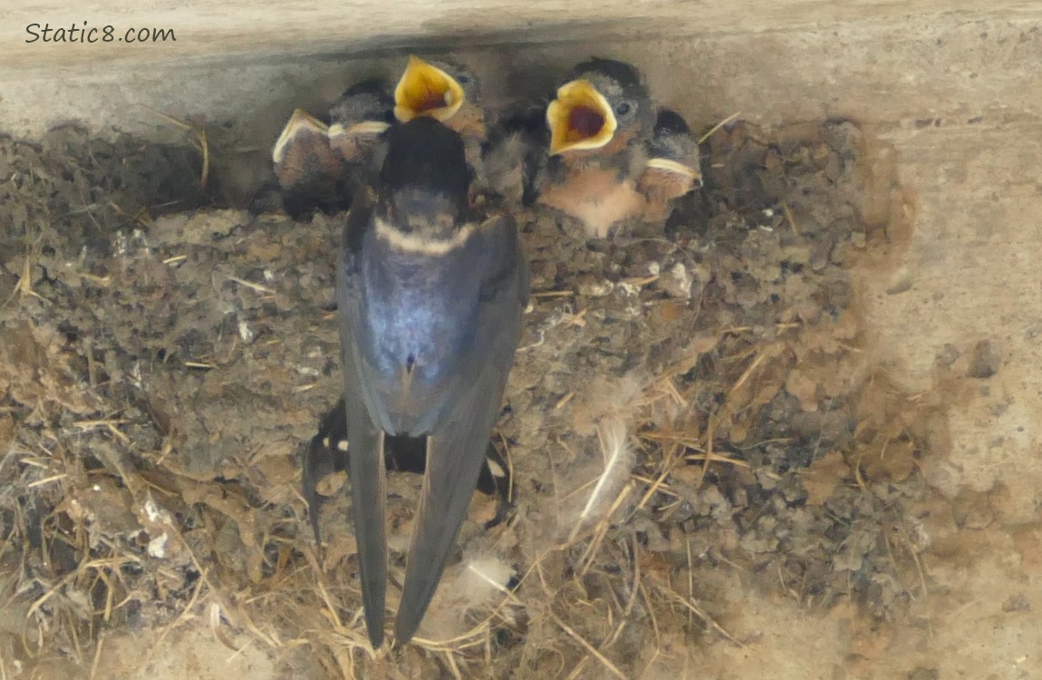 Barn Swallow parent at the nest with babies