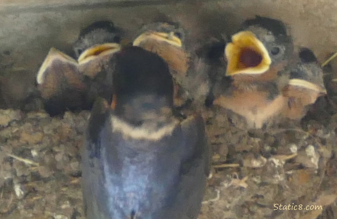 Barn Swallow parent with babies in the nest