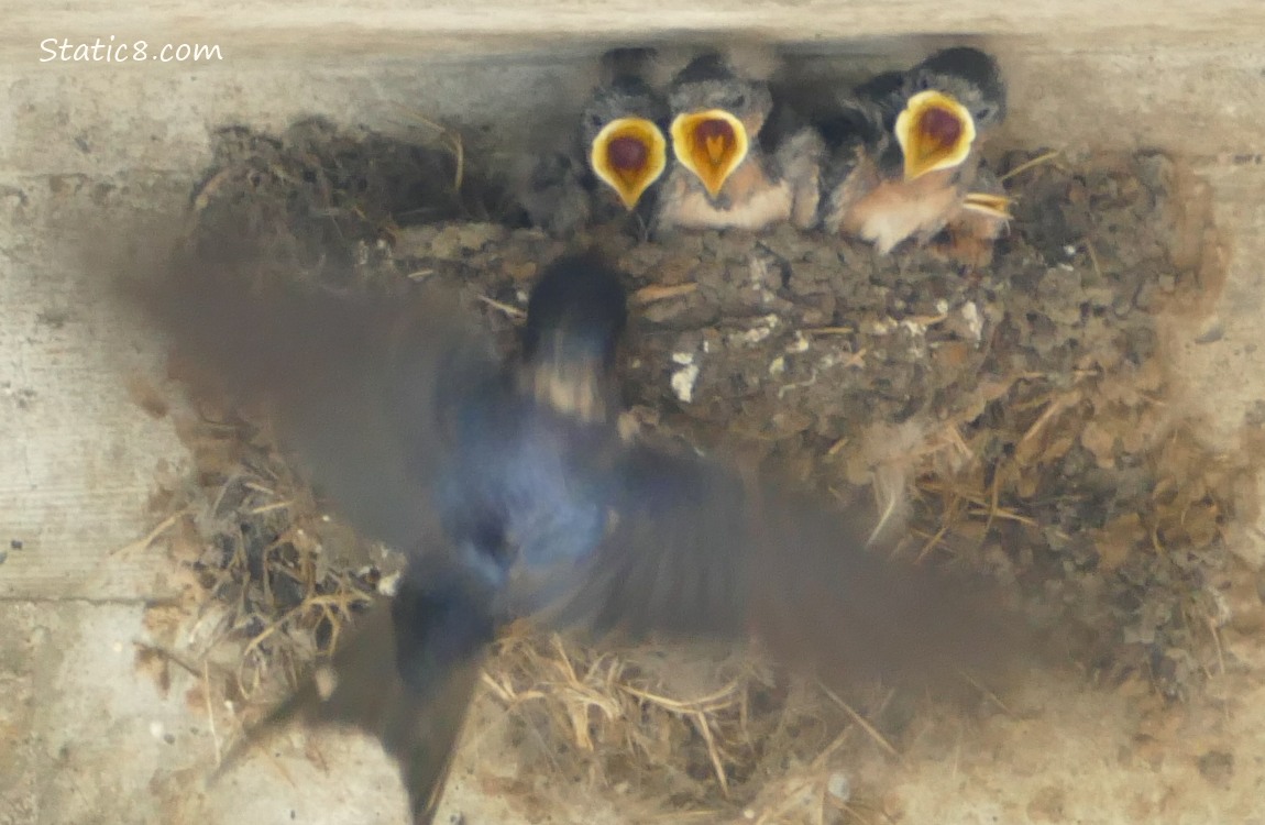Barn Swallow parent flying in to feed the babies in the nest