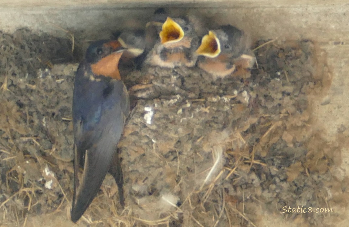 Barn Swallow parent standing on the side of the nest looking back