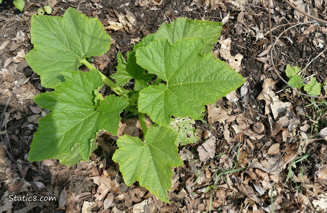 Squash plants growing in the ground