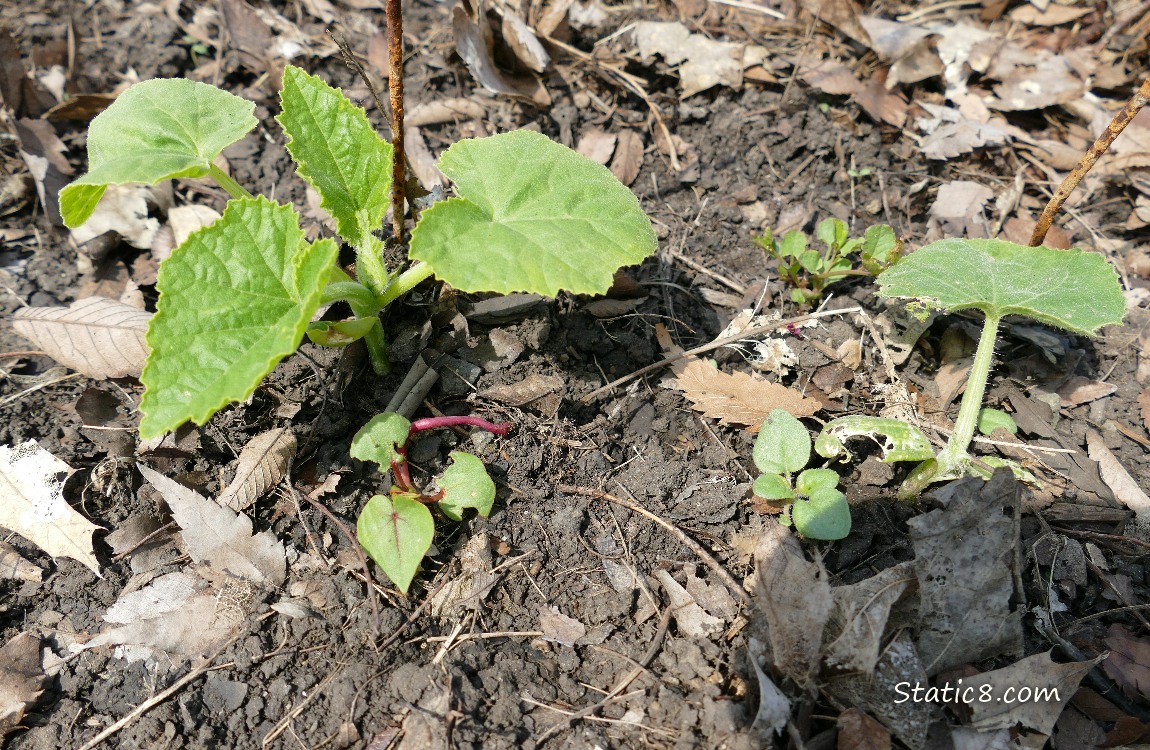 Squash Seedlings