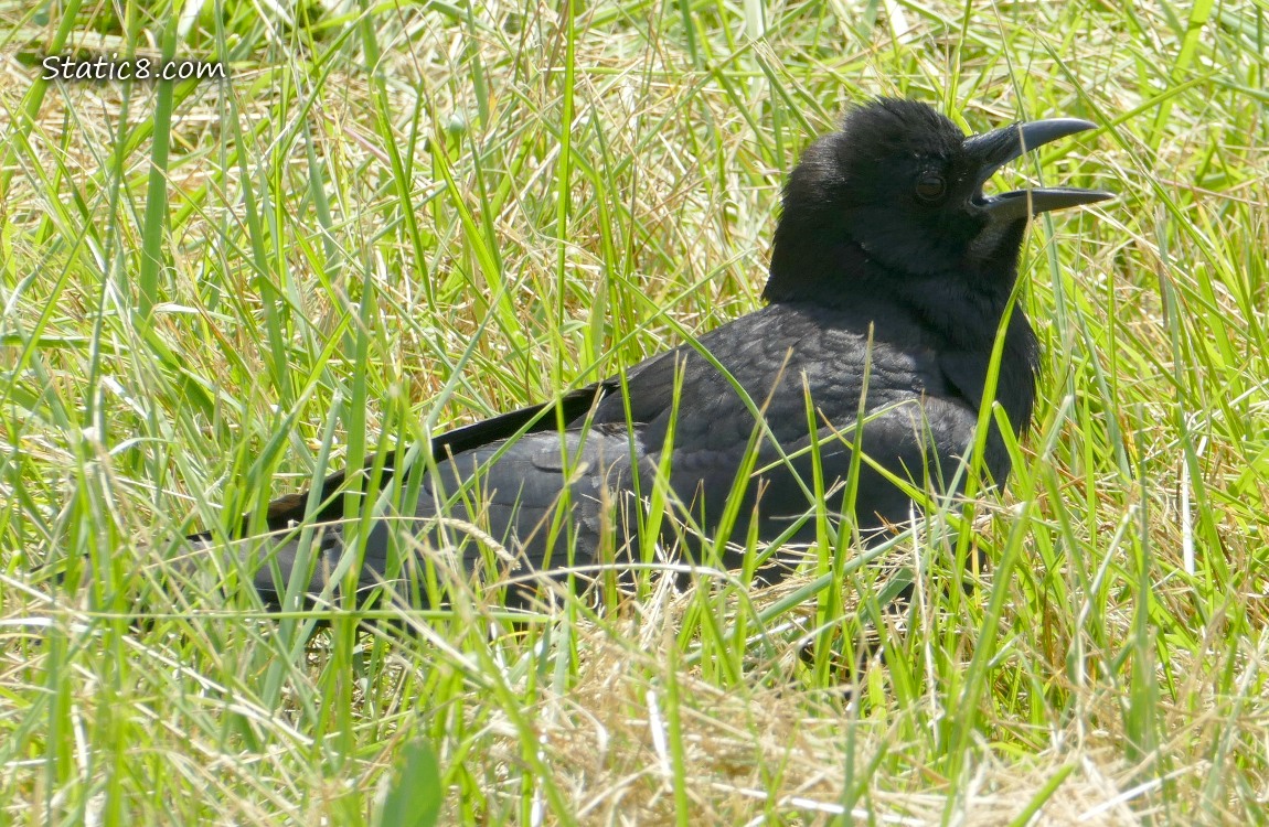 Crow sitting in the grass with her beak open