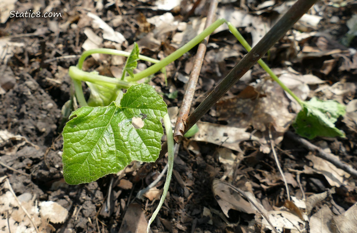 Squash plant looking pathetic