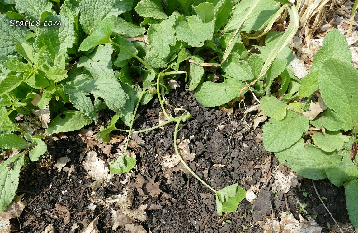 Wilted squash plant