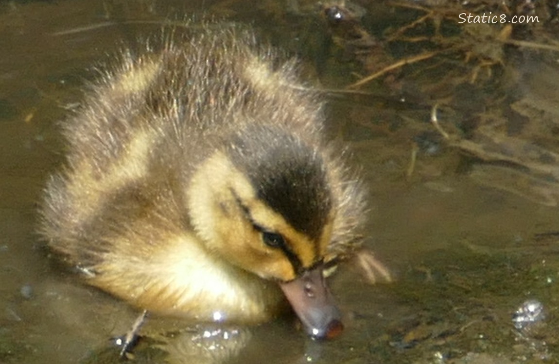 Newborn Duckling in shallow water