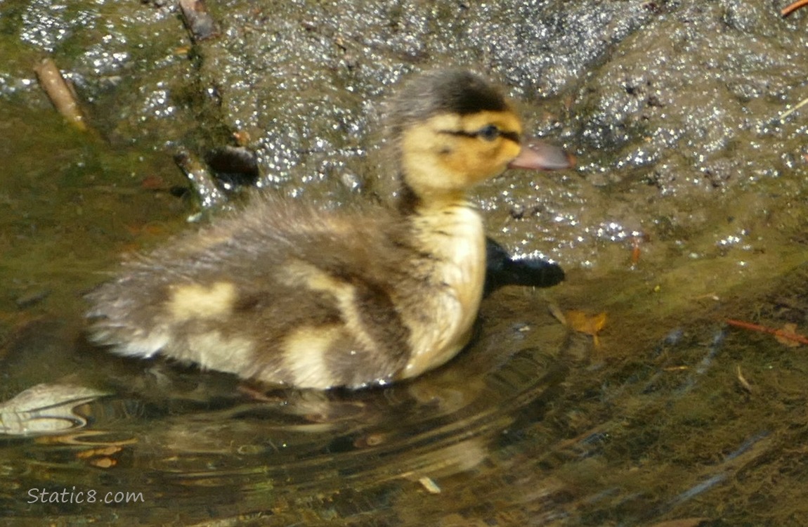 Newborn Duckling in shallow water