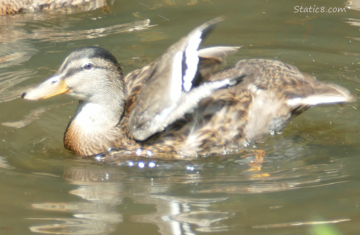 Duckling stretching their wings on the water