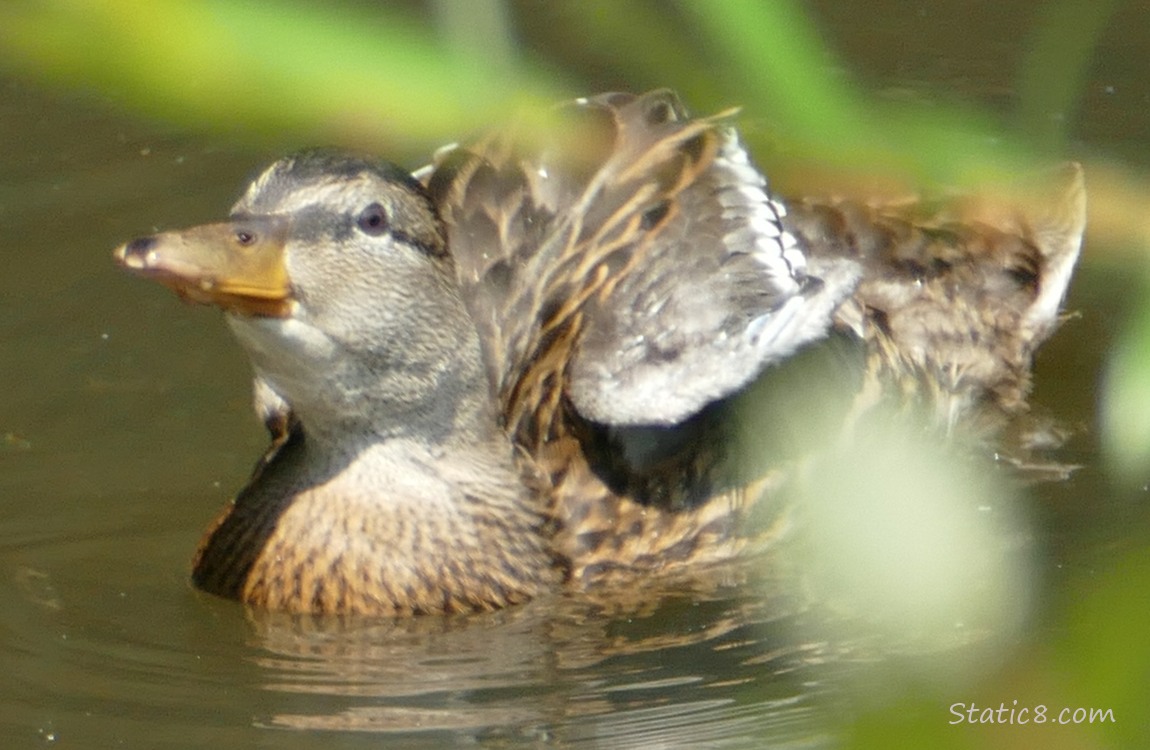 Duckling stretching their wings on the water