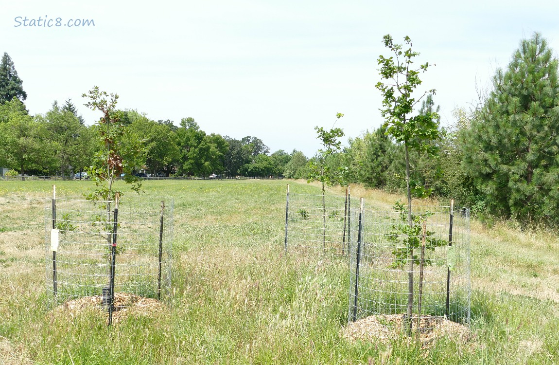 Saplings in front of a grassy field, trees in the distance