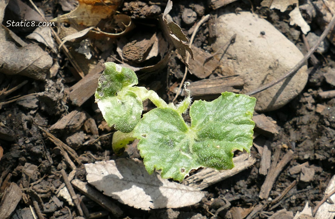 deformed cucumber seedling