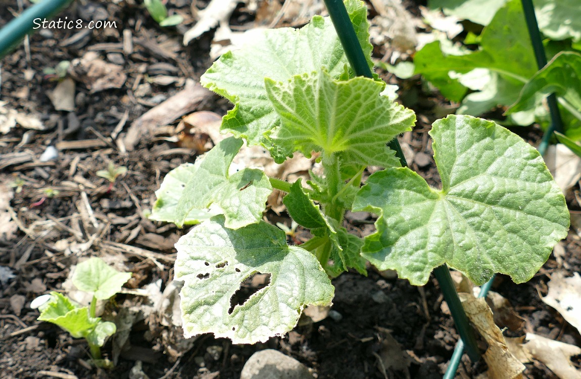 small Cucumber plants growing in the ground