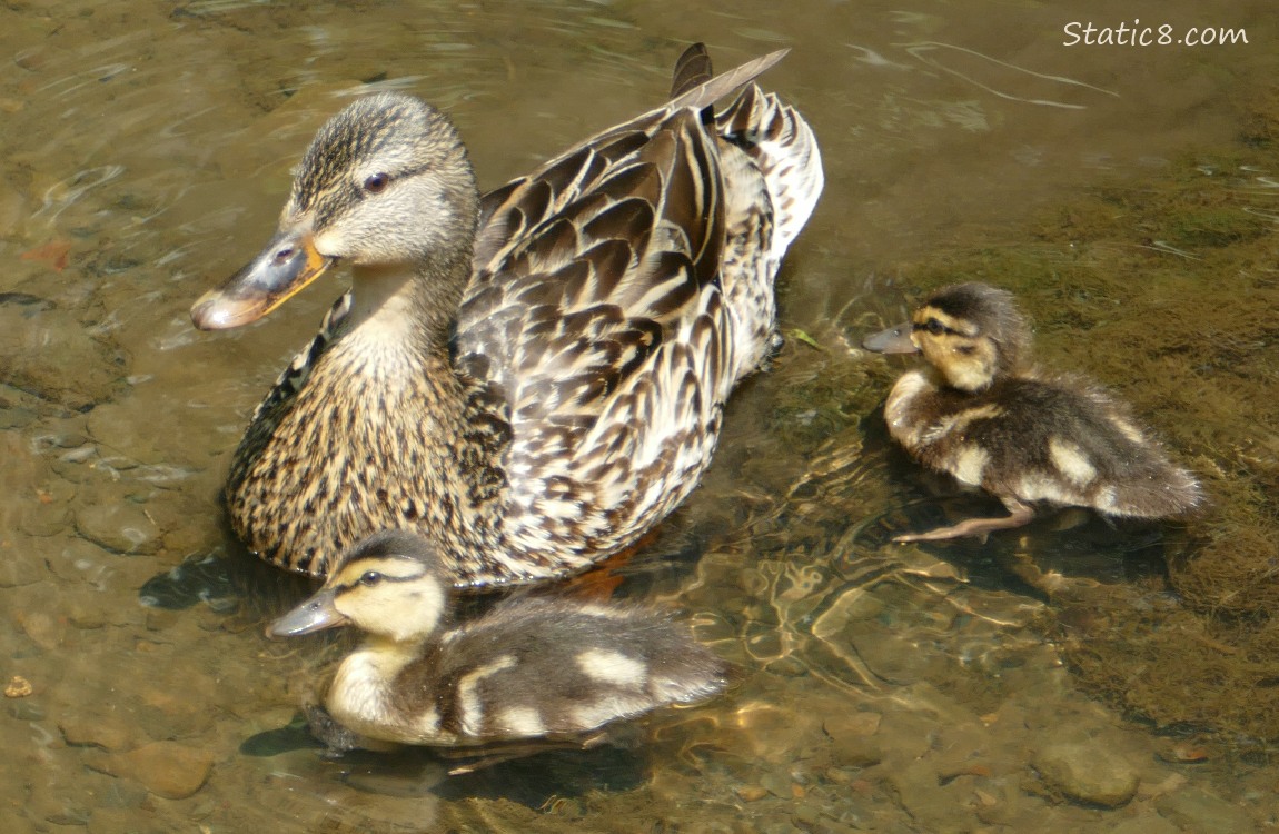 Mama Mallard with two ducklings paddling in shallow water