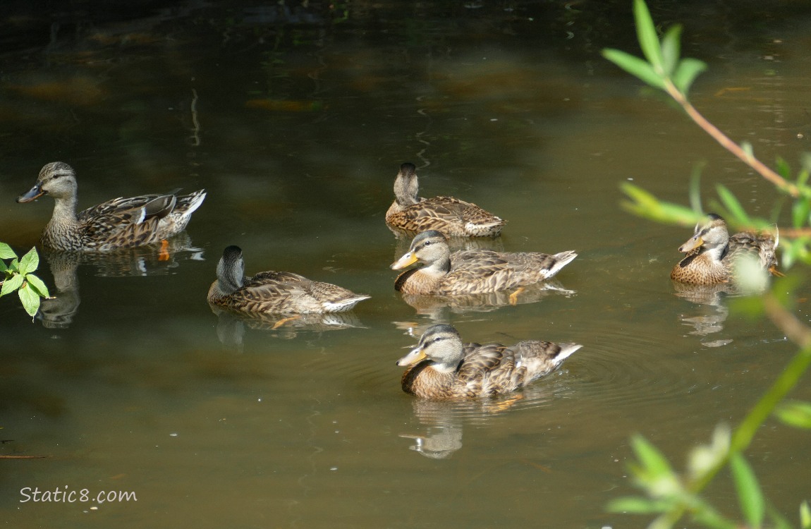 Mallard ducks paddling on the water