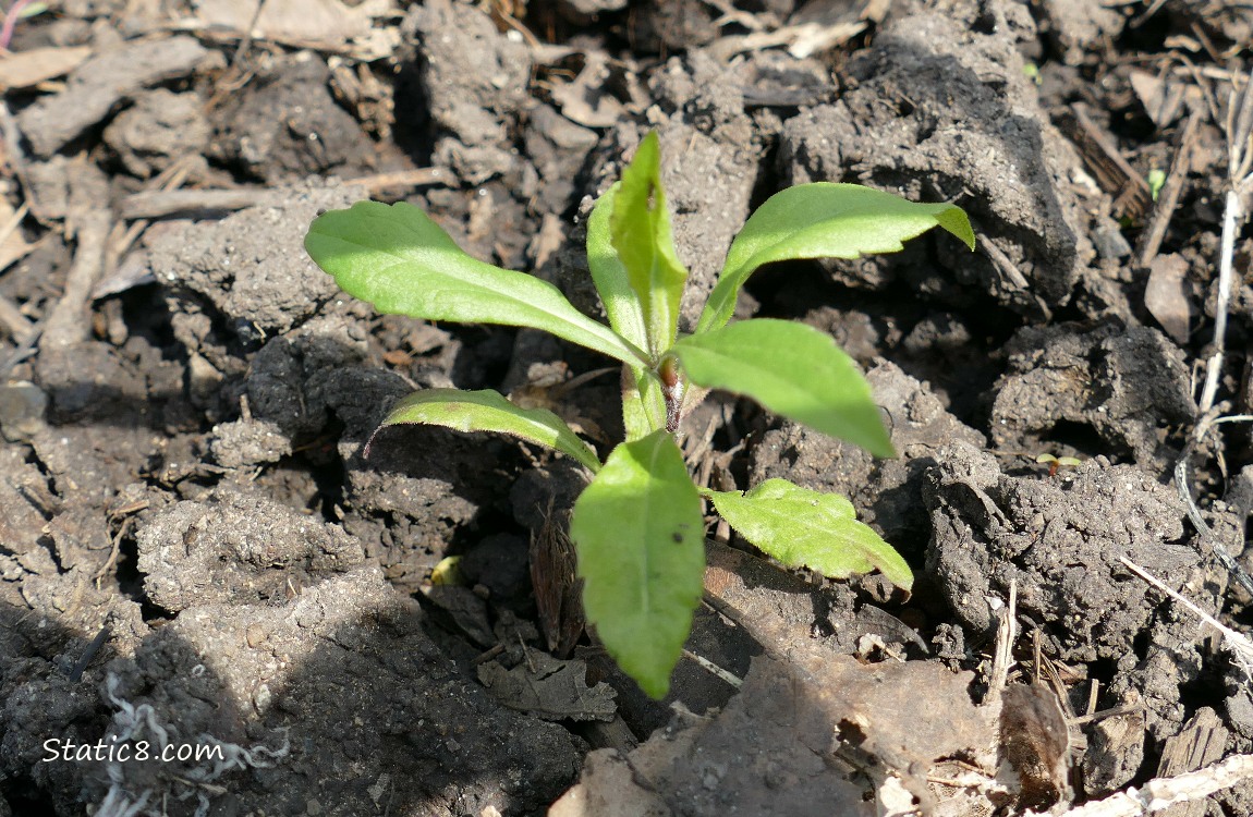 small plant growing from the ground