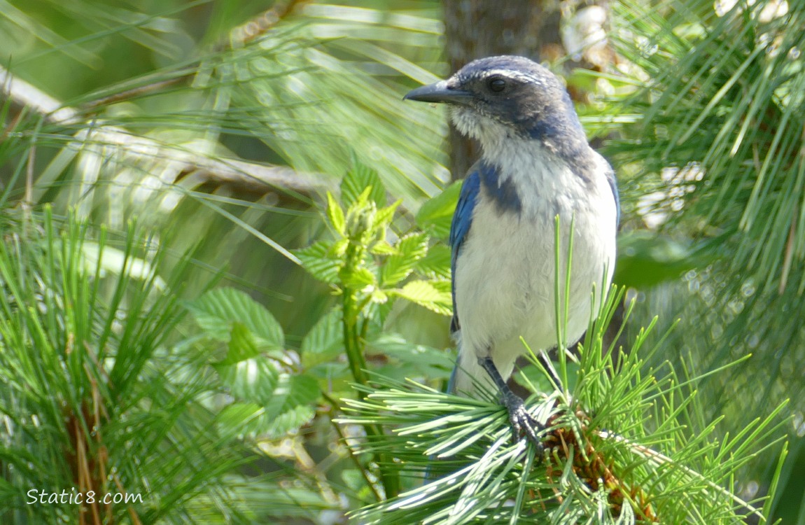 Scrub Jay standing in a pine tree