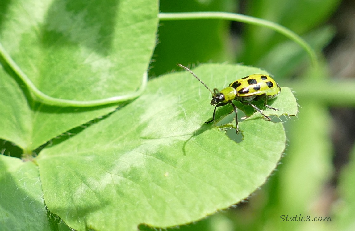 Spotted Cucumber Beetle on a clover leaf