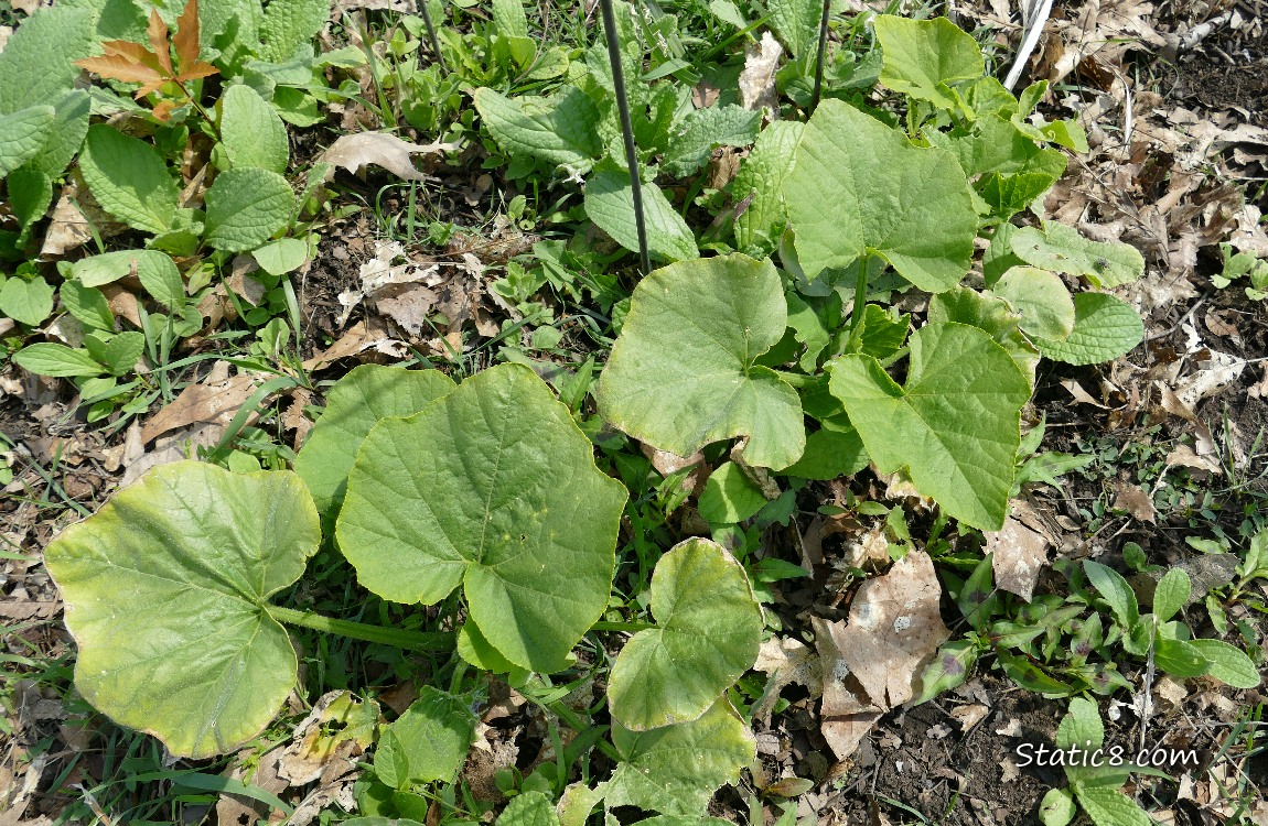 squash plants growing