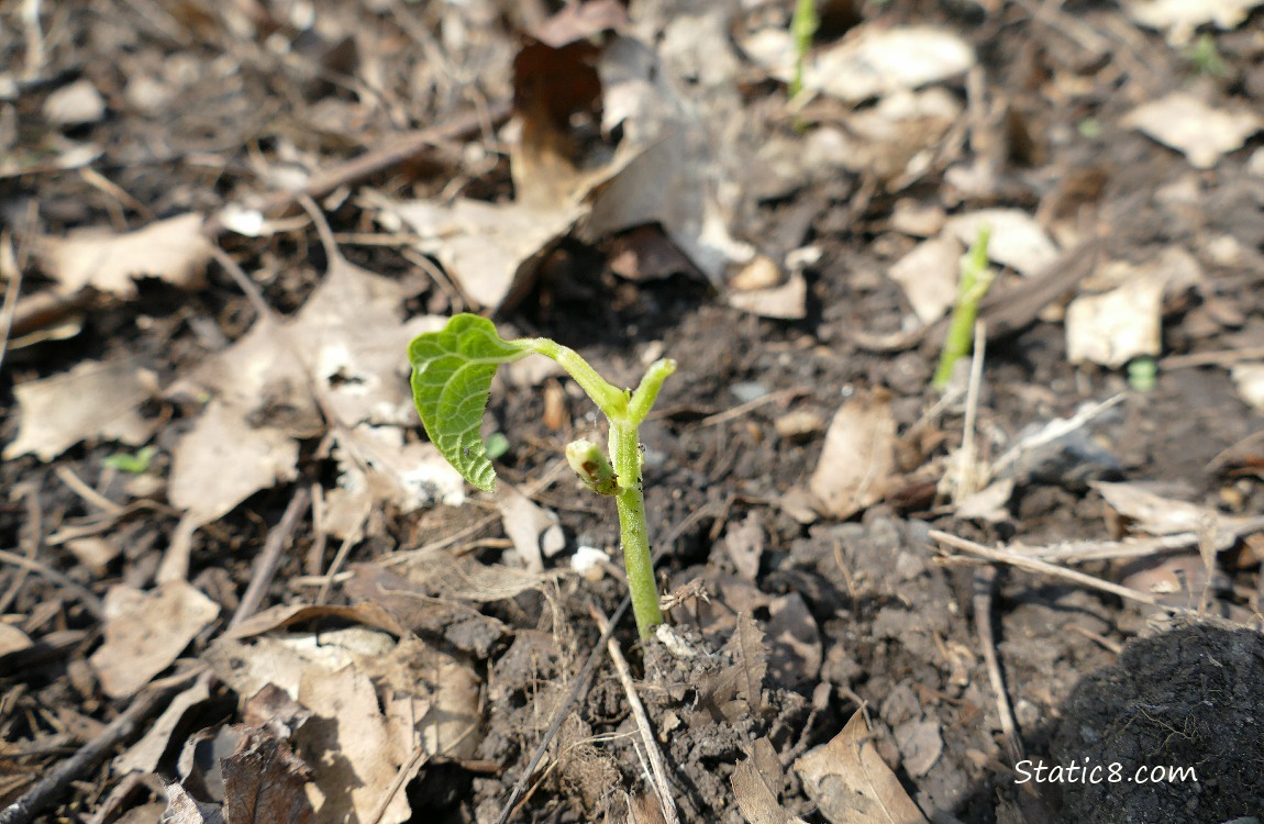 Bean seedlings